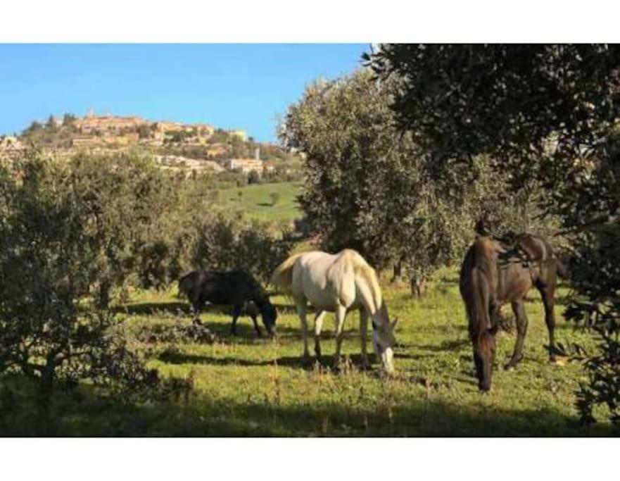 Near The Sea Big Panoramic House 2 Terraces In Lovely Village Montiano  Exterior foto